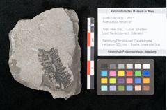 Foto (Objekt + Etikett) von Asterocarpus meriani Br. (NHMW-GEO-2024-0188-10496)
